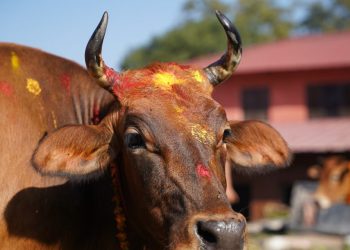 आज गाई पूजा गरिंदै