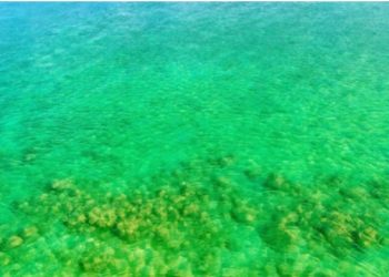 समुद्रको रङ्ग किन हरियो भैरहेको छ?