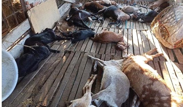 भुकम्पको प्रबाहब अहिले पनि खोर भड्किडा २२ बाख्रा मरे